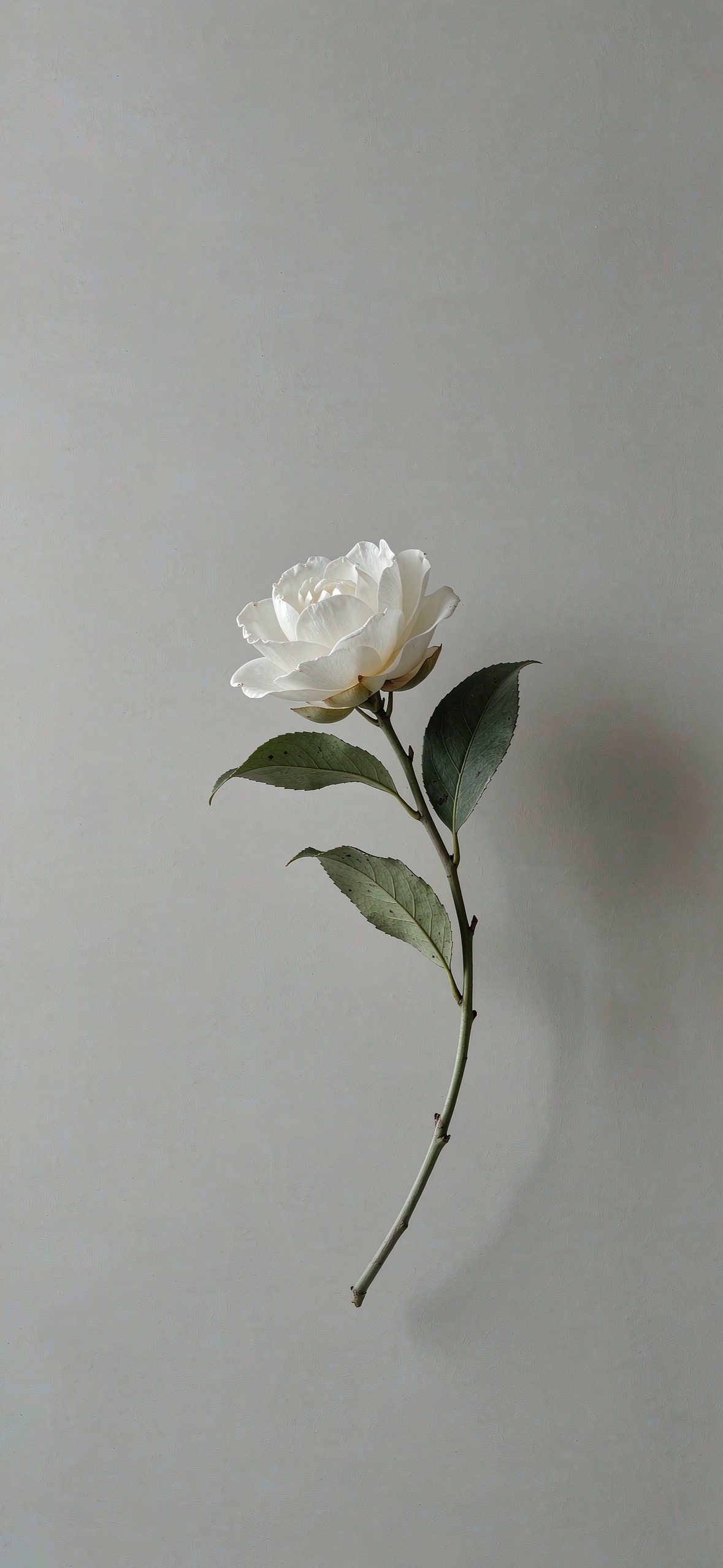 一枝山茶 · 1179×2556 极简壁纸