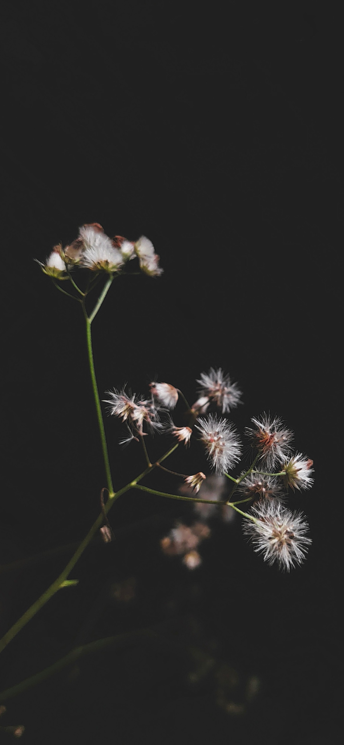 摇曳生姿 · 1179×2556 极简壁纸