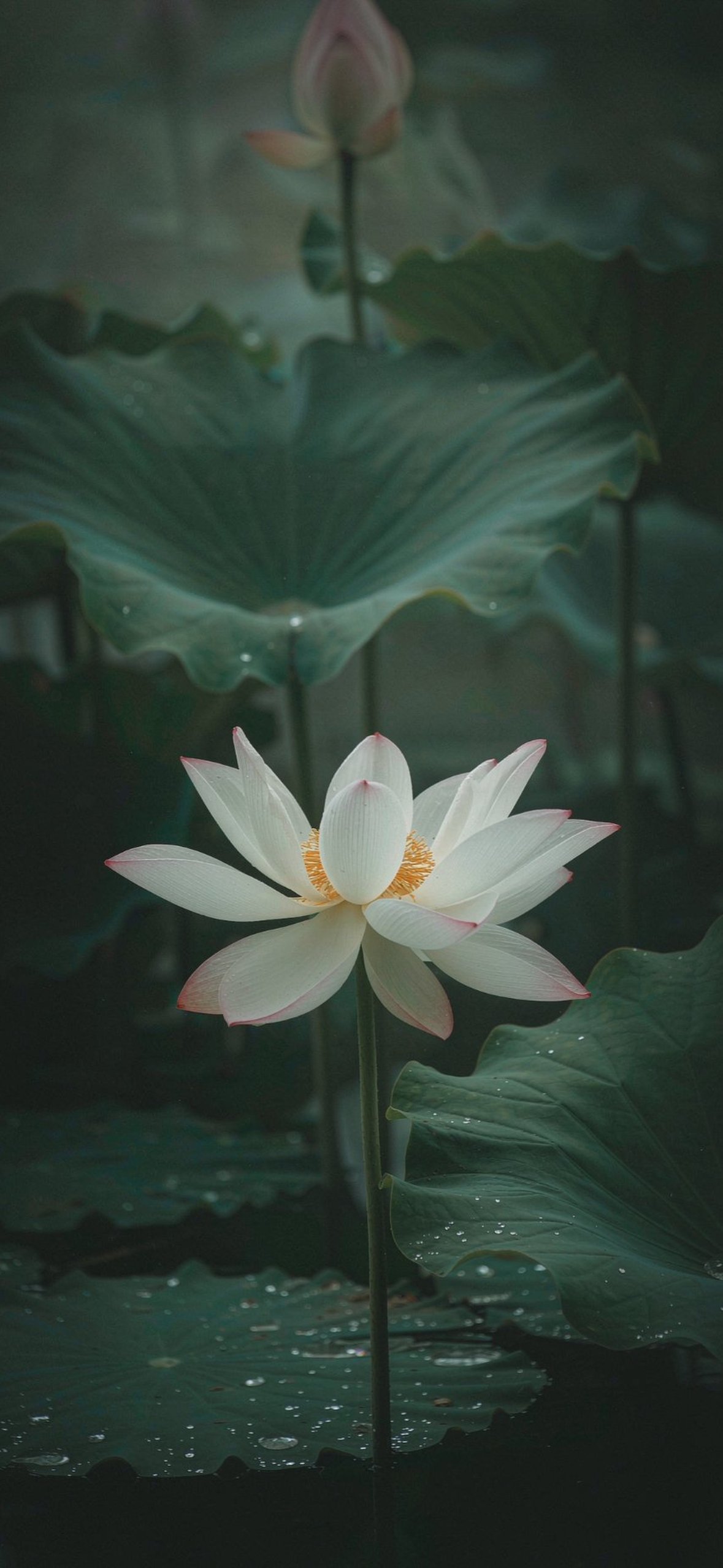 雨后白荷